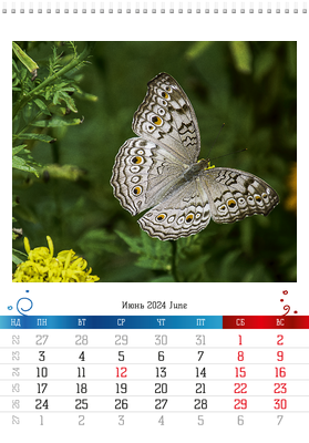 Вертикальные настенные перекидные календари - Бабочки Июнь